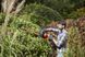 Кущоріз електричний BLACK+DECKER BEHTS301 BEHTS301 фото 8